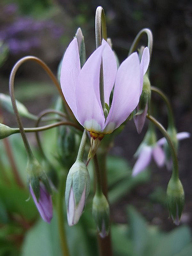 Giroselle