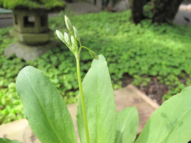 Giroselle