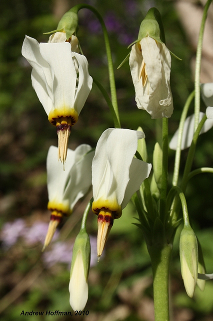 Giroselle