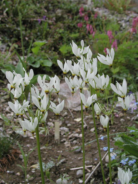 Giroselle
