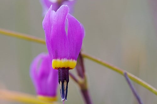 Dodecatheon poeticum