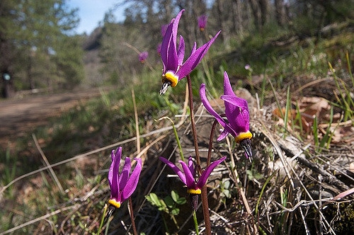 Dodecatheon poeticum