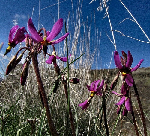 Dodecatheon poeticum