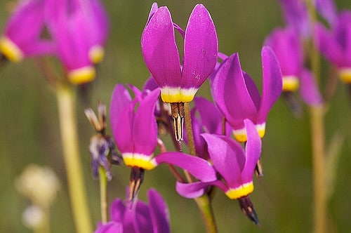Dodecatheon poeticum