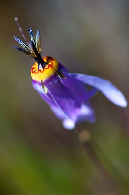 Dodecatheon poeticum
