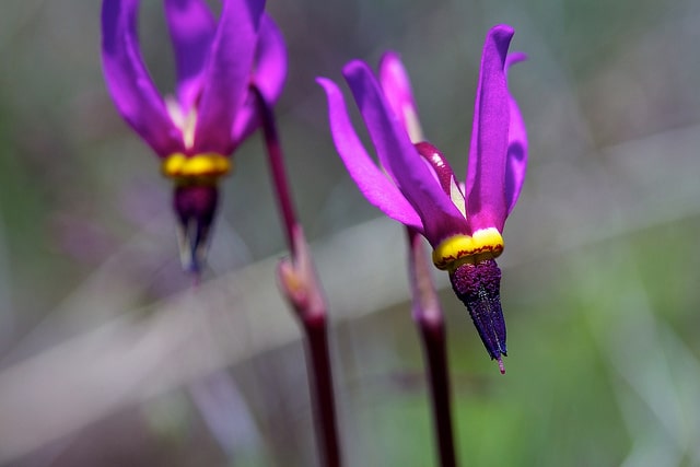 Dodecatheon poeticum (Dodecatheon poeticum)