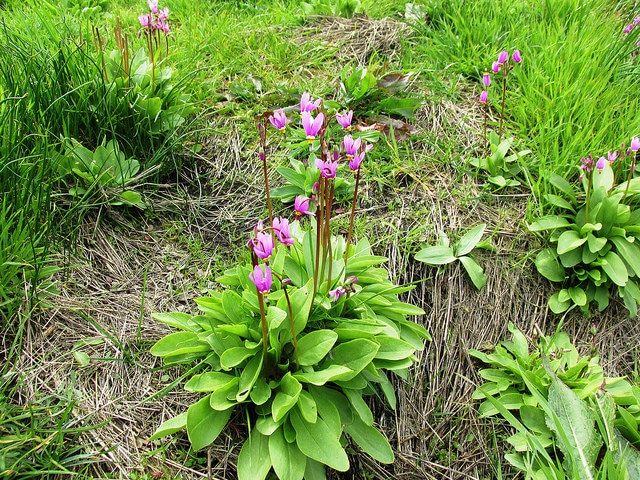 Gyroselle pauciflore