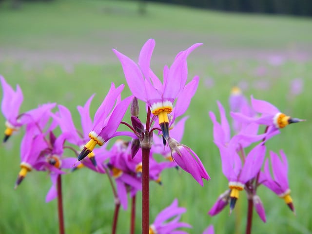 Gyroselle pauciflore