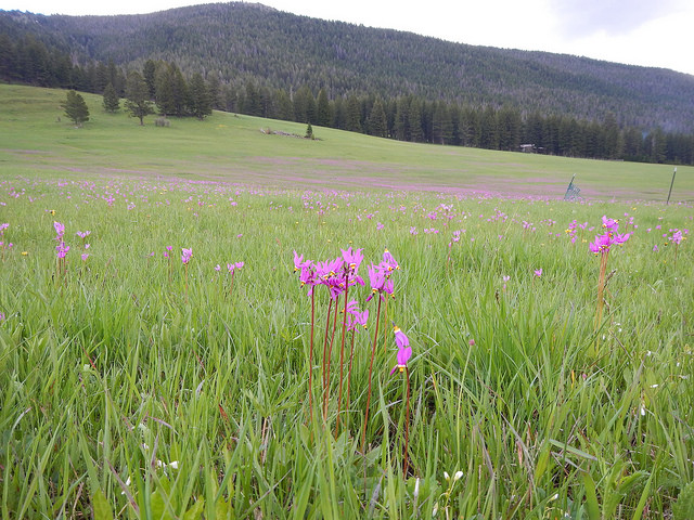 Gyroselle pauciflore