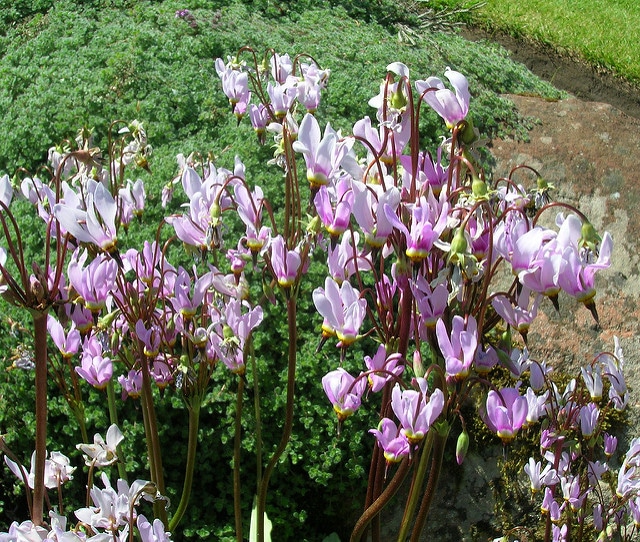 Gyroselle pauciflore