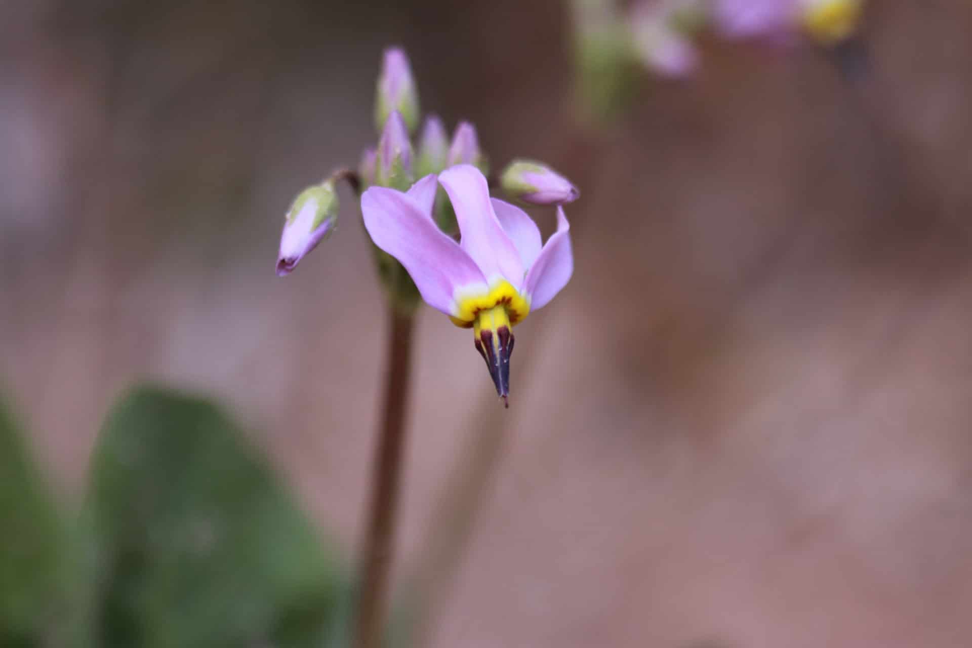 Gyroselle pauciflore (Dodecatheon pulchellum)
