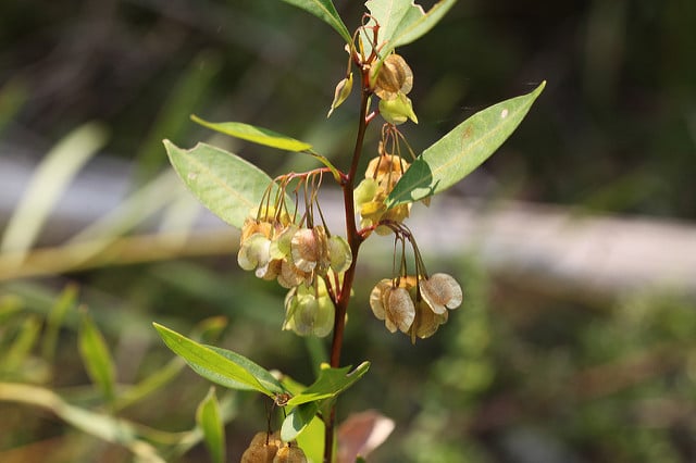 Dodonaea triquetra
