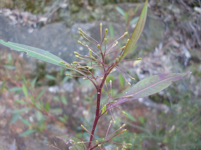 Dodonaea triquetra