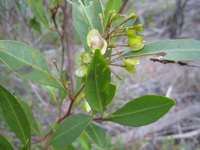 Dodonaea triquetra