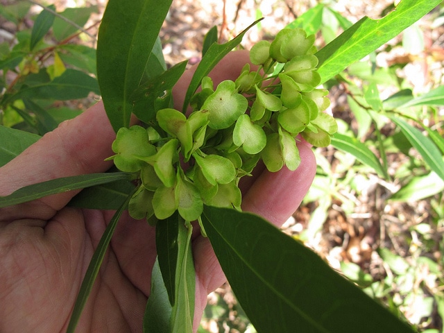 Dodonaea triquetra