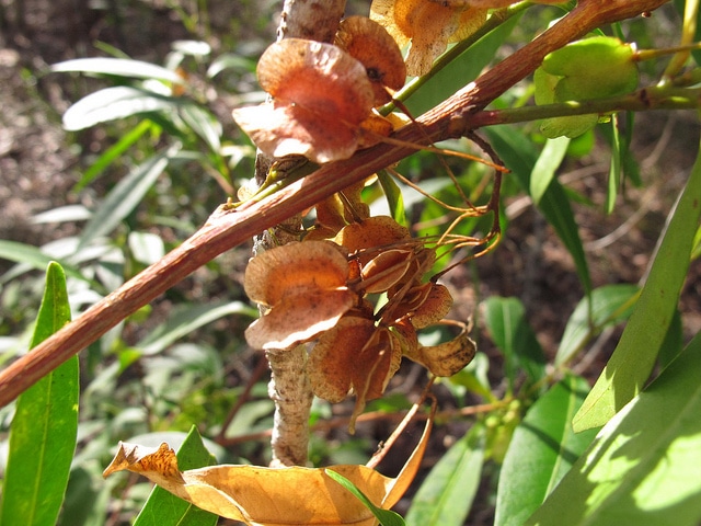 Dodonaea triquetra