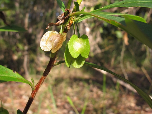 Dodonaea triquetra