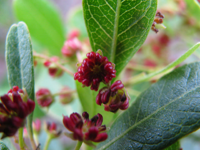 Dodonaea viscosa