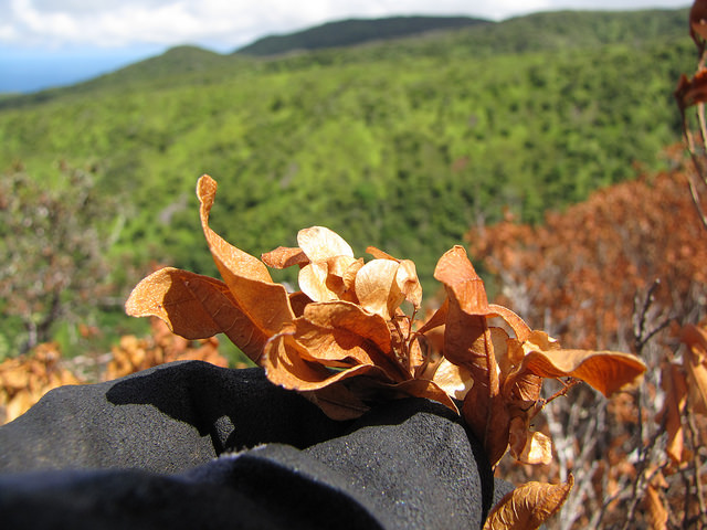 Dodonaea viscosa