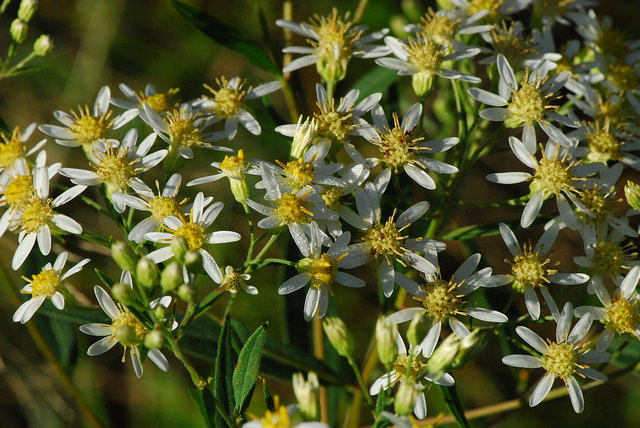 Doellingeria umbellata
