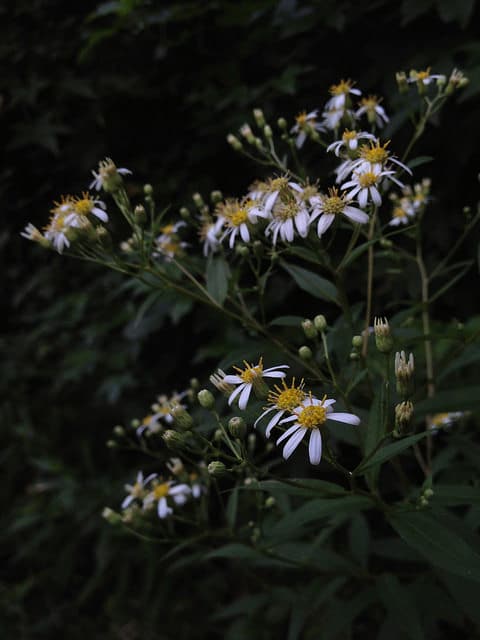 Doellingeria umbellata