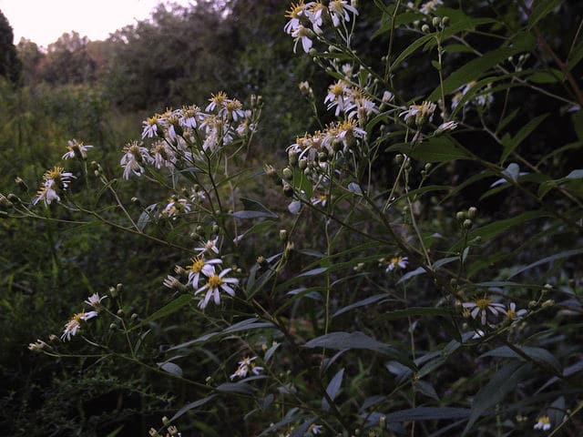 Doellingeria umbellata