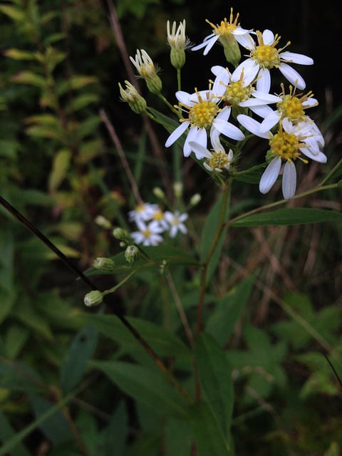 Doellingeria umbellata