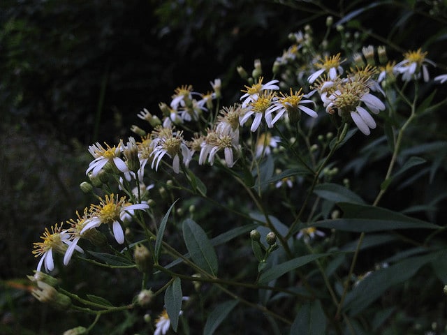 Doellingeria umbellata