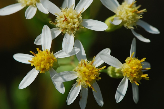 Doellingeria umbellata (Doellingeria umbellata)