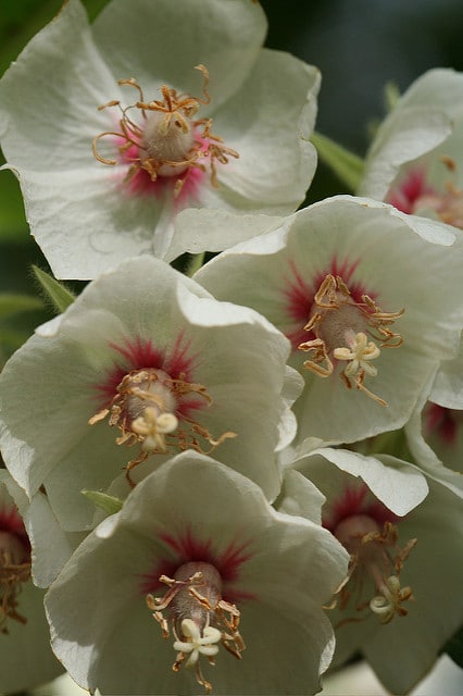 Dombeya burgessiae