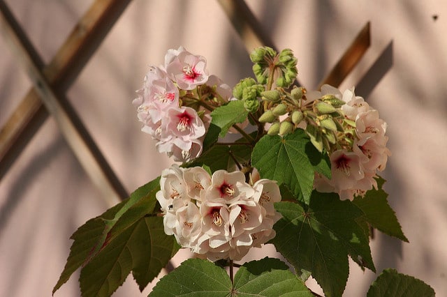 Dombeya burgessiae