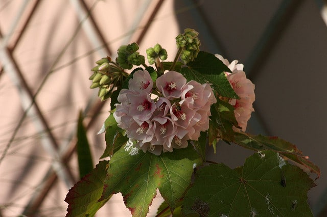 Dombeya burgessiae