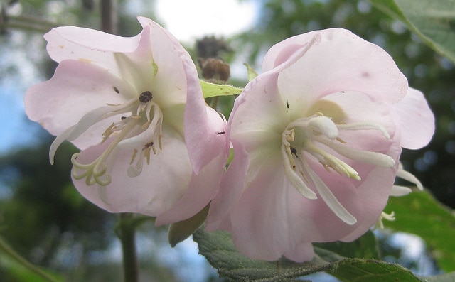 Dombeya burgessiae