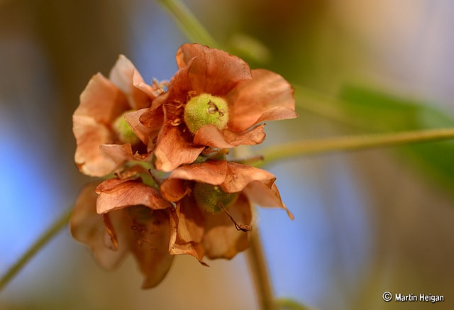 Dombeya burgessiae