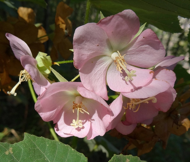 Dombeya burgessiae (Dombeya burgessiae)