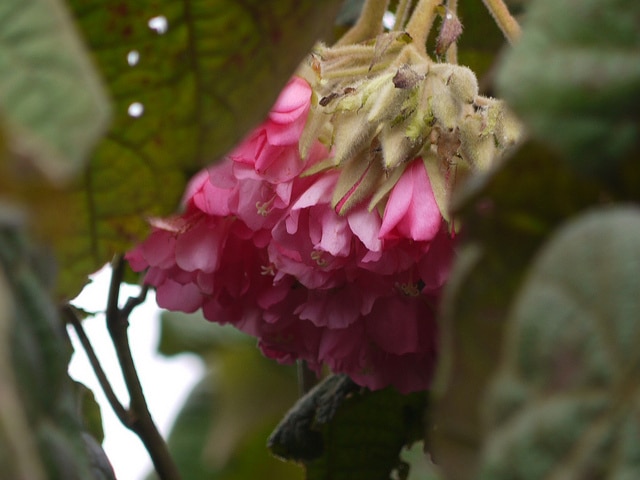 Dombeya wallichii