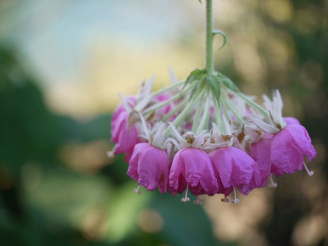 Dombeya wallichii (Dombeya wallichii)