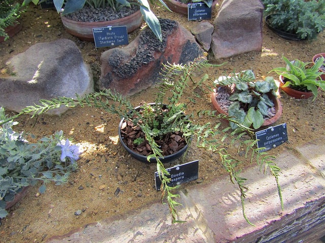 Blechnum neohollandicum (Doodia aspera)