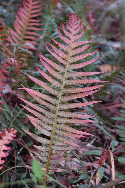 Blechnum neohollandicum