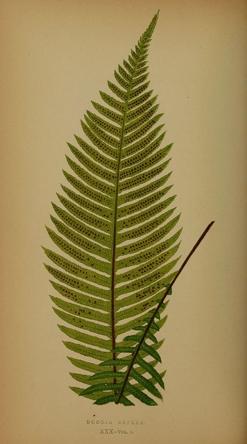 Blechnum neohollandicum