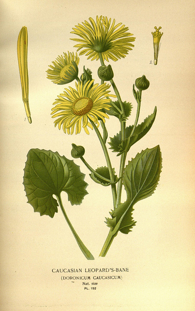 Doronic du caucase