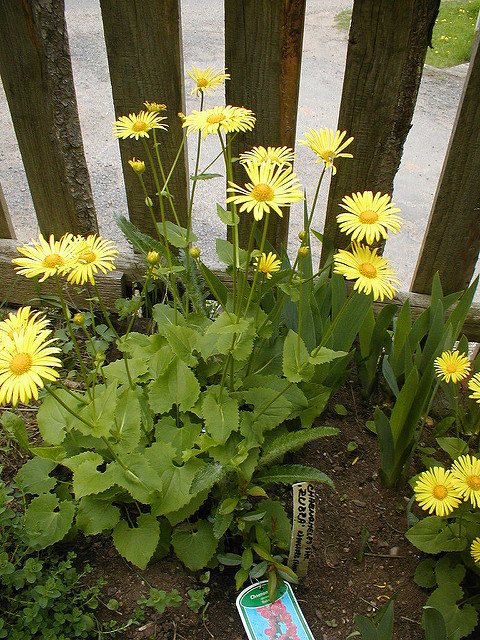 Doronic à feuilles cordées