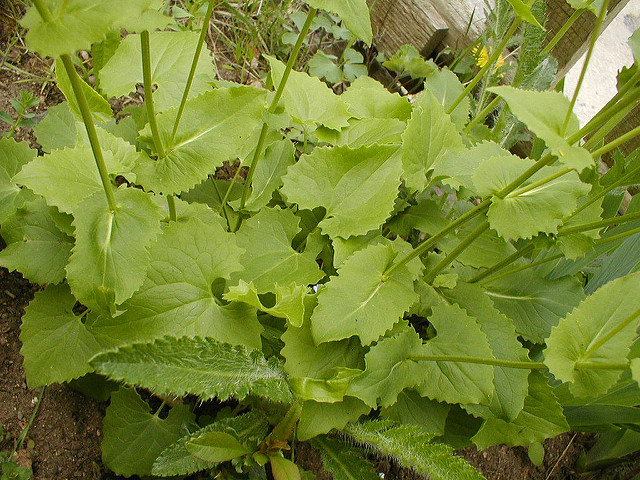 Doronic à feuilles cordées