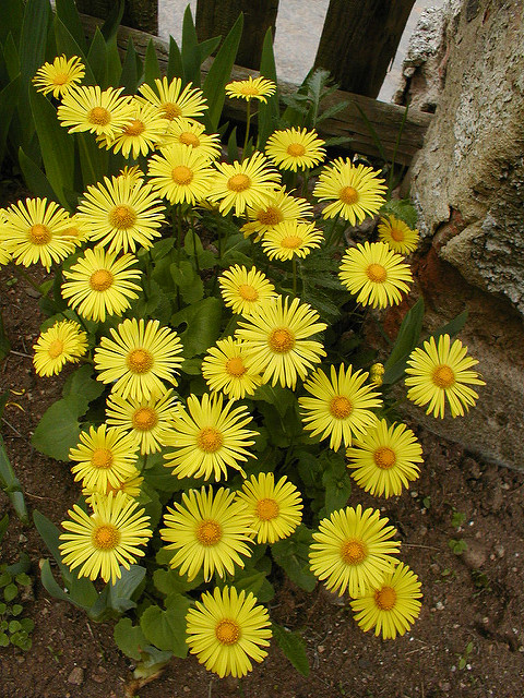 Doronic à feuilles cordées