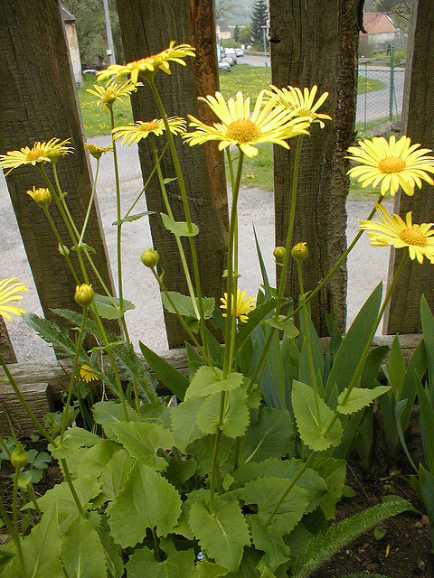 Doronic à feuilles cordées