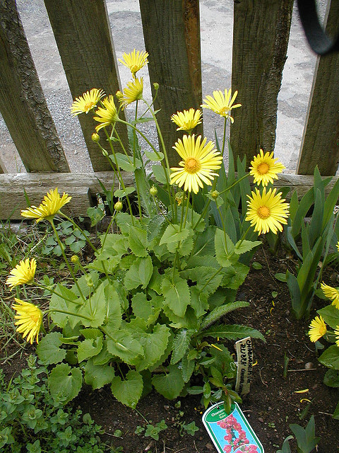 Doronic à feuilles cordées
