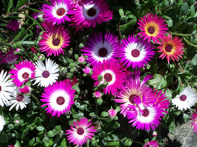 Tapis magique (Dorotheanthus bellidiformis)