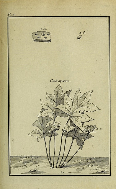 Dorstenia contrajerva