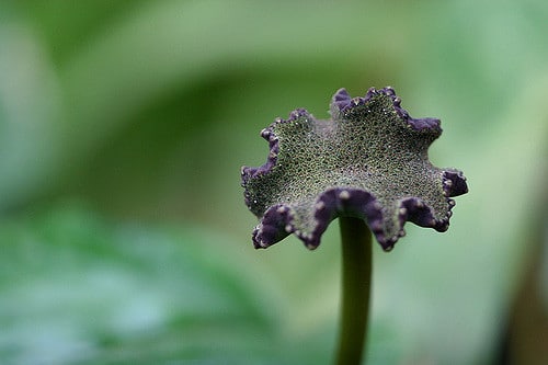 Dorstenia contrajerva (Dorstenia contrajerva)