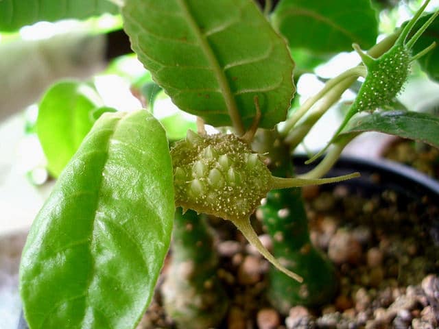 Dorstenia foetida (Dorstenia foetida)